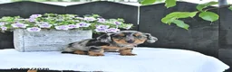 Dachshund dogs for sale: Asher - Ad 3
