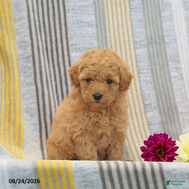 Toy Poodle dogs Valerie - Ad 1