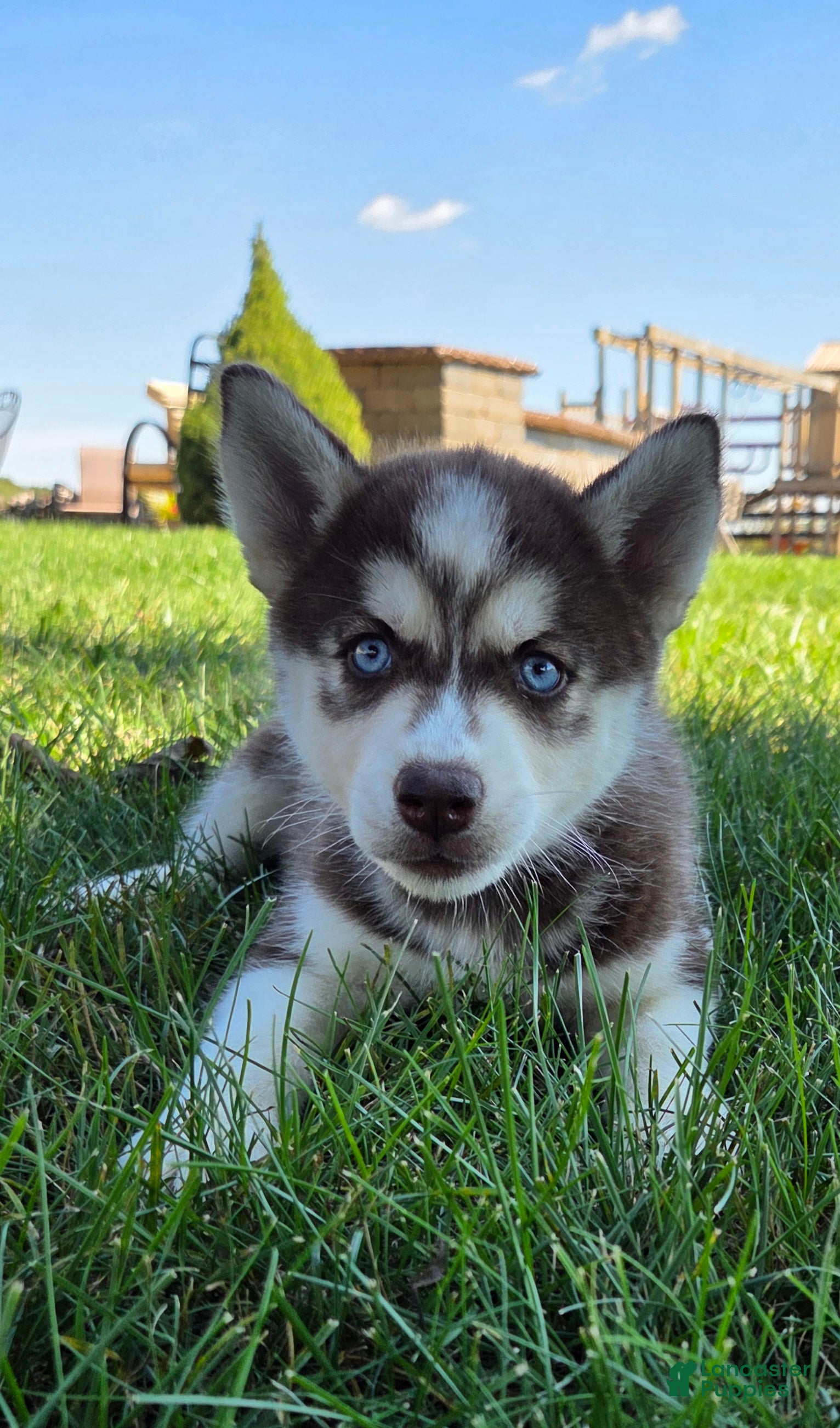 Siberian Husky dogs Ginger - Ad 2