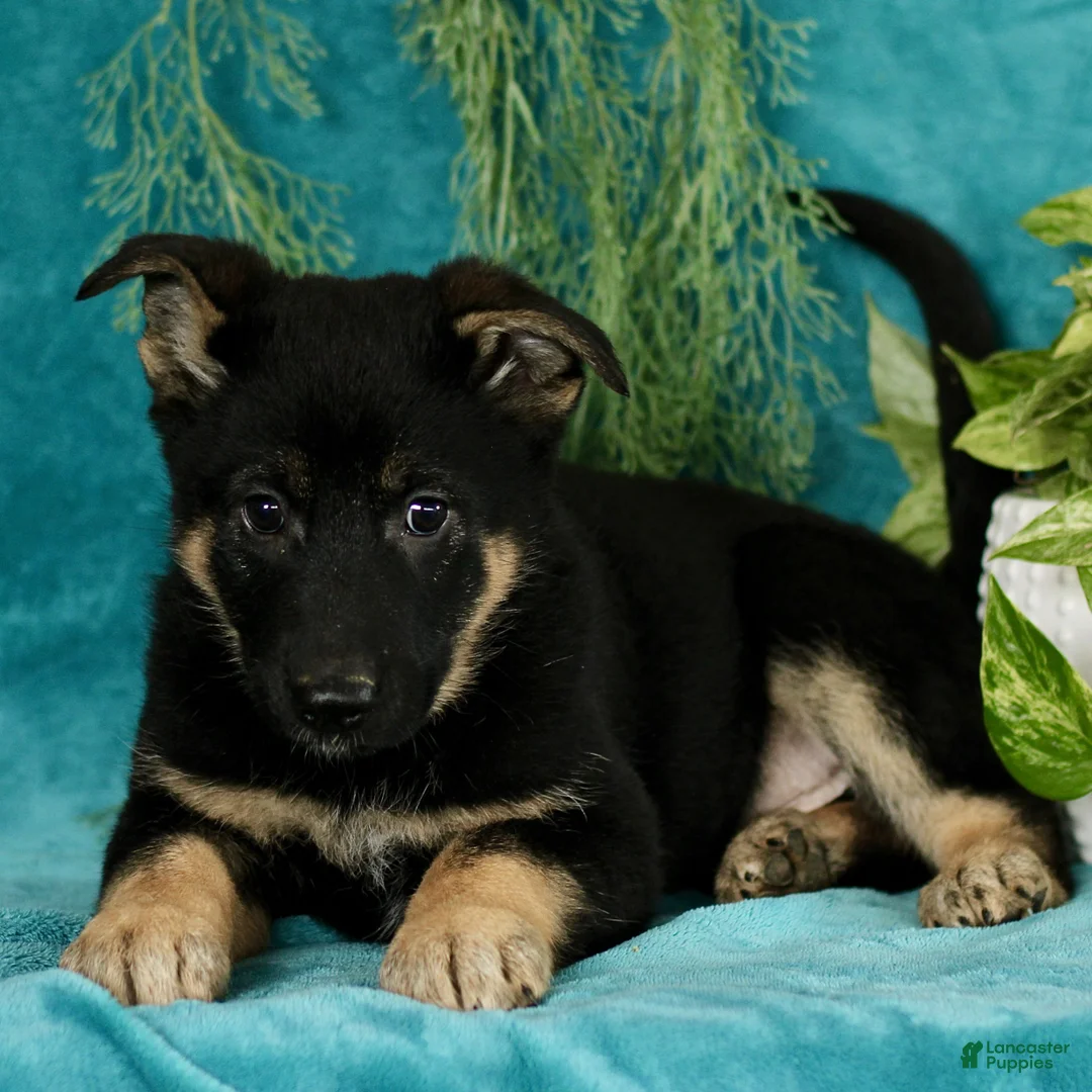 German Shepherd dogs for sale: Tyler  - Ad 1