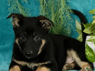 German Shepherd dogs Tyler - Ad 8