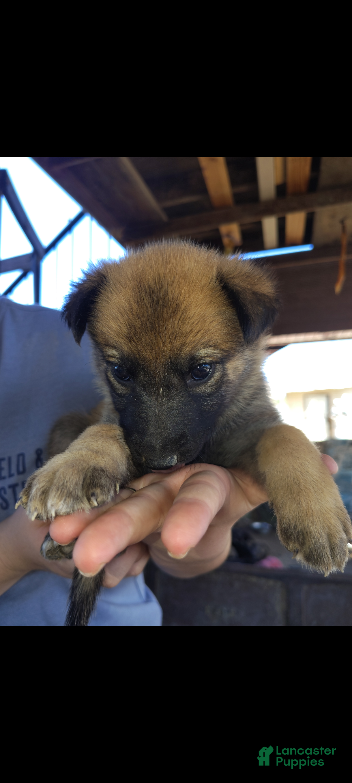 Mixed Breed dogs for sale: Mixed Breed 6 - Ad 35