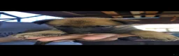 Mixed Breed dogs for sale: Mixed Breed 6 - Ad 1