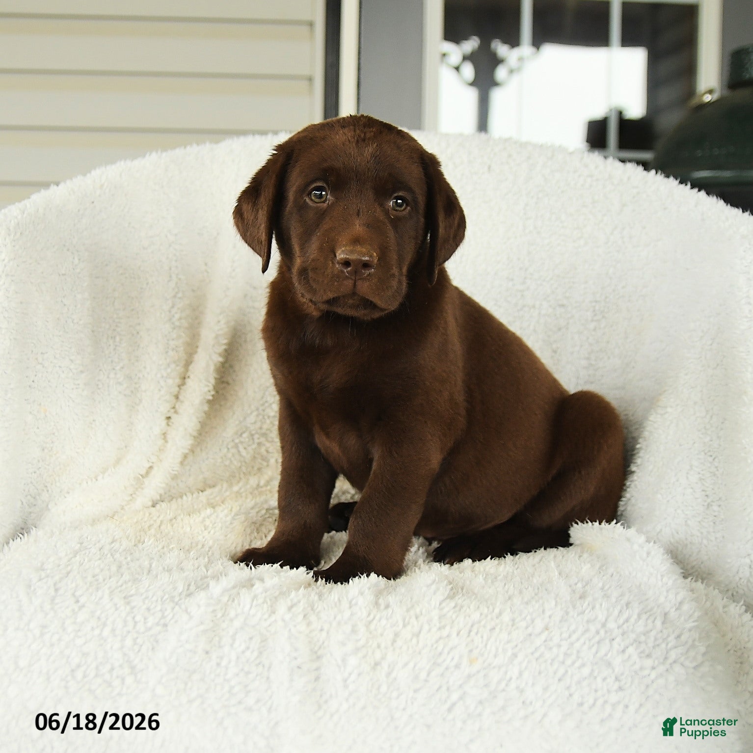 Labrador Retriever dogs Maverick - Ad 2