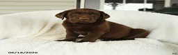 Labrador Retriever dogs for sale: Maverick - Ad 2