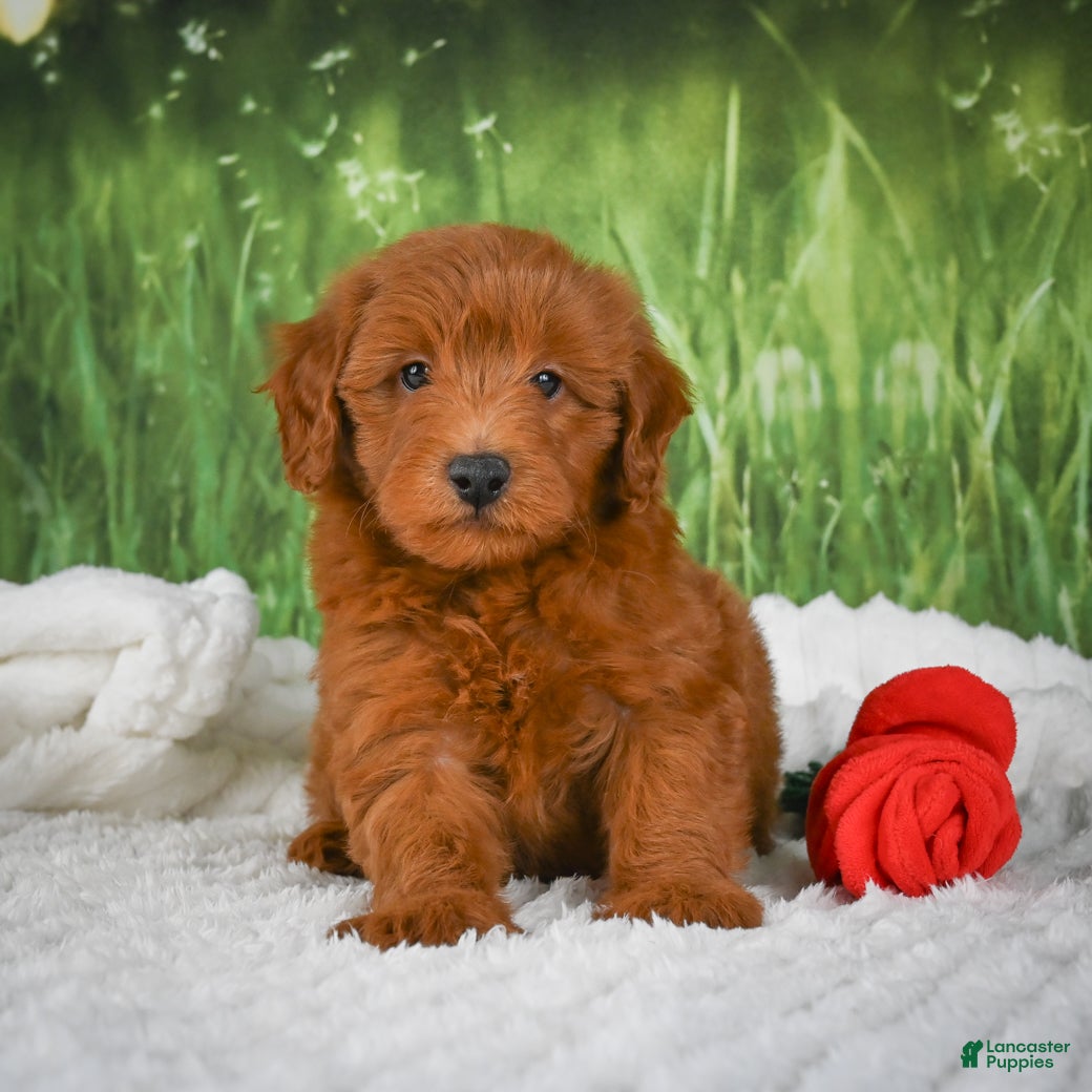 Mini Goldendoodle dogs Rusty - Ad 2