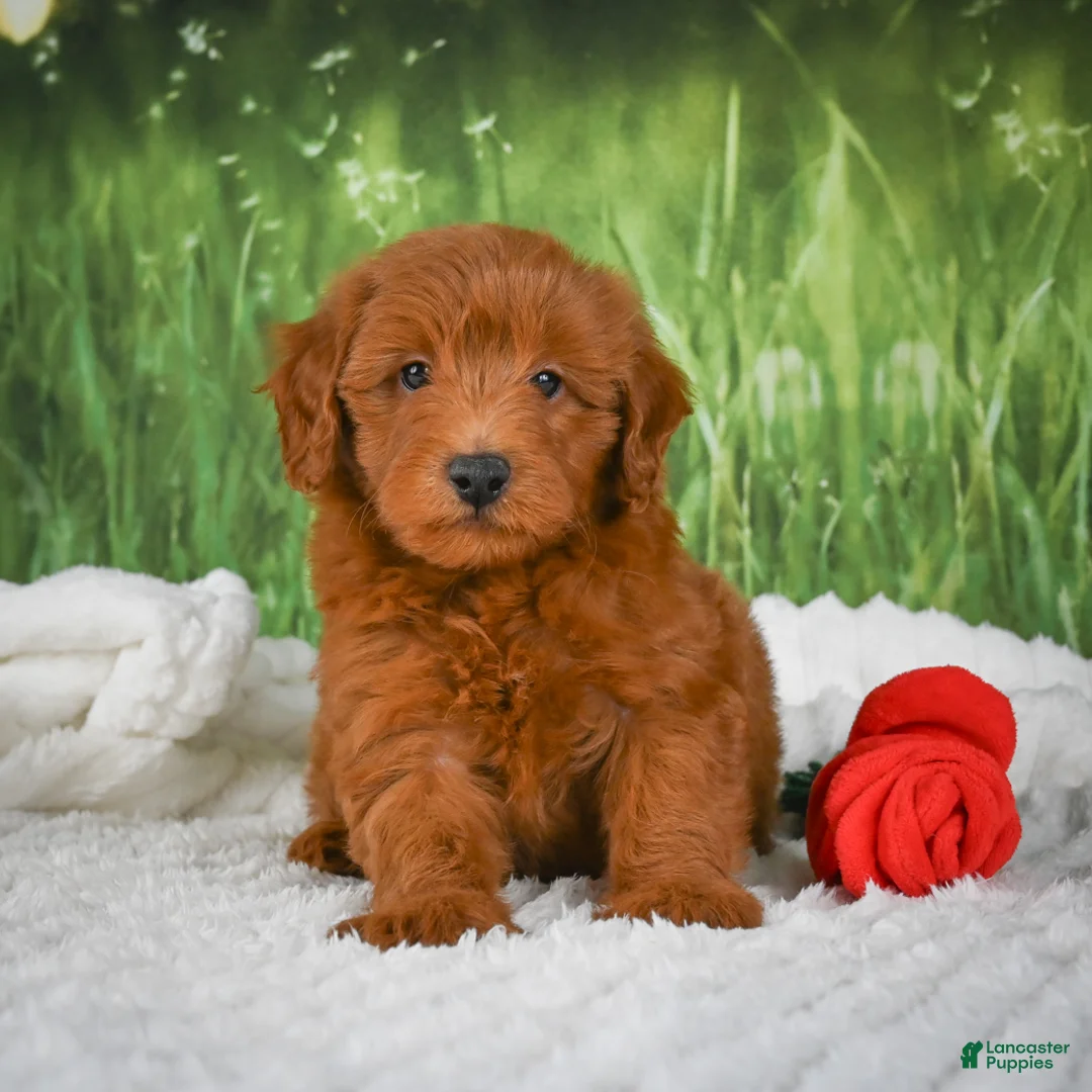 Mini Goldendoodle dogs for sale: Rusty - Ad 2