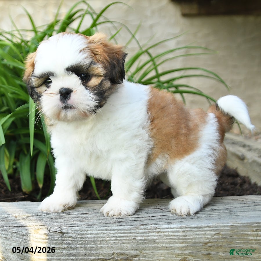 Shih Tzu dogs Hope - Ad 2