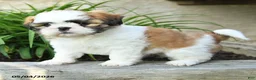 Shih Tzu dogs for sale: Hope - Ad 2