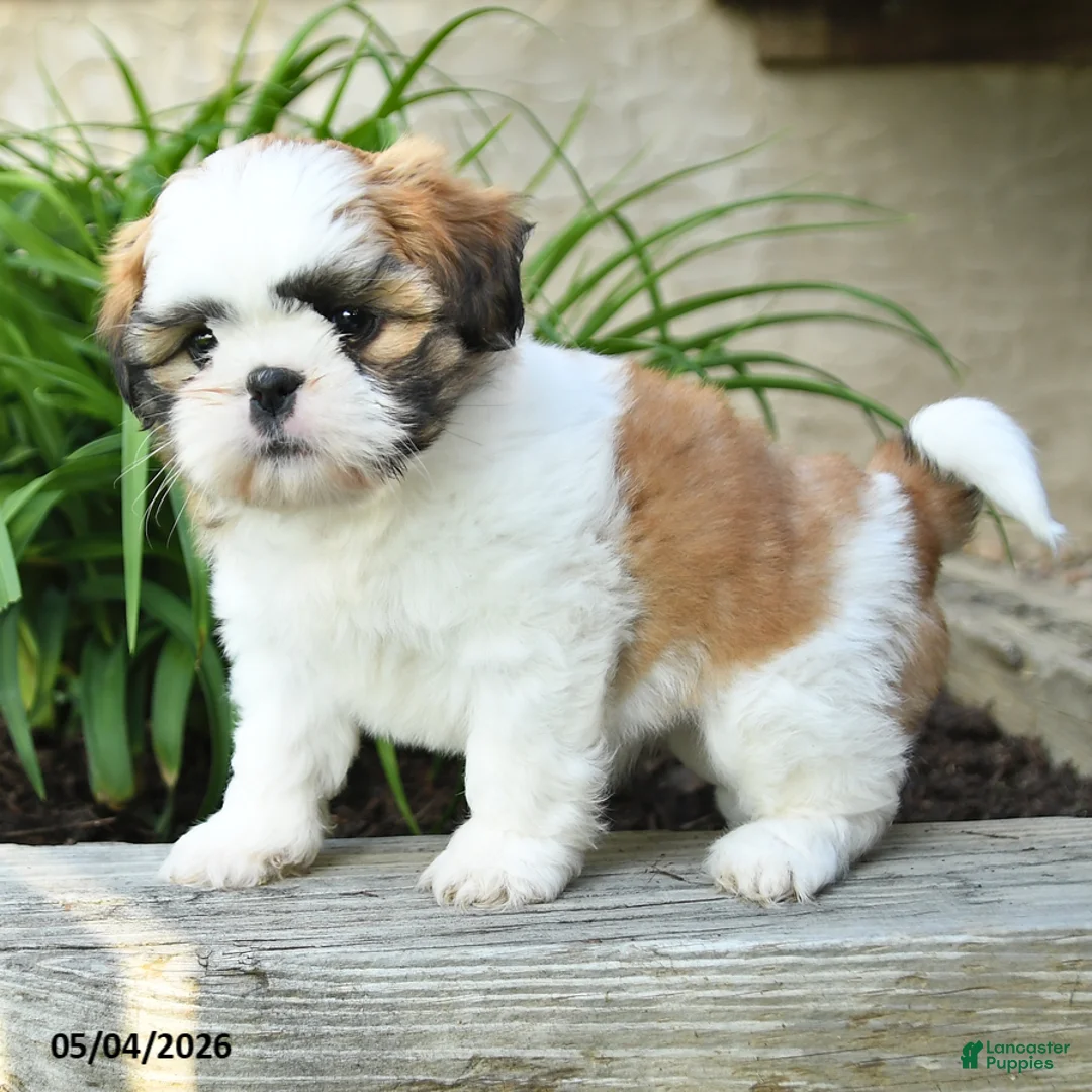 Shih Tzu dogs for sale: Hope - Ad 2