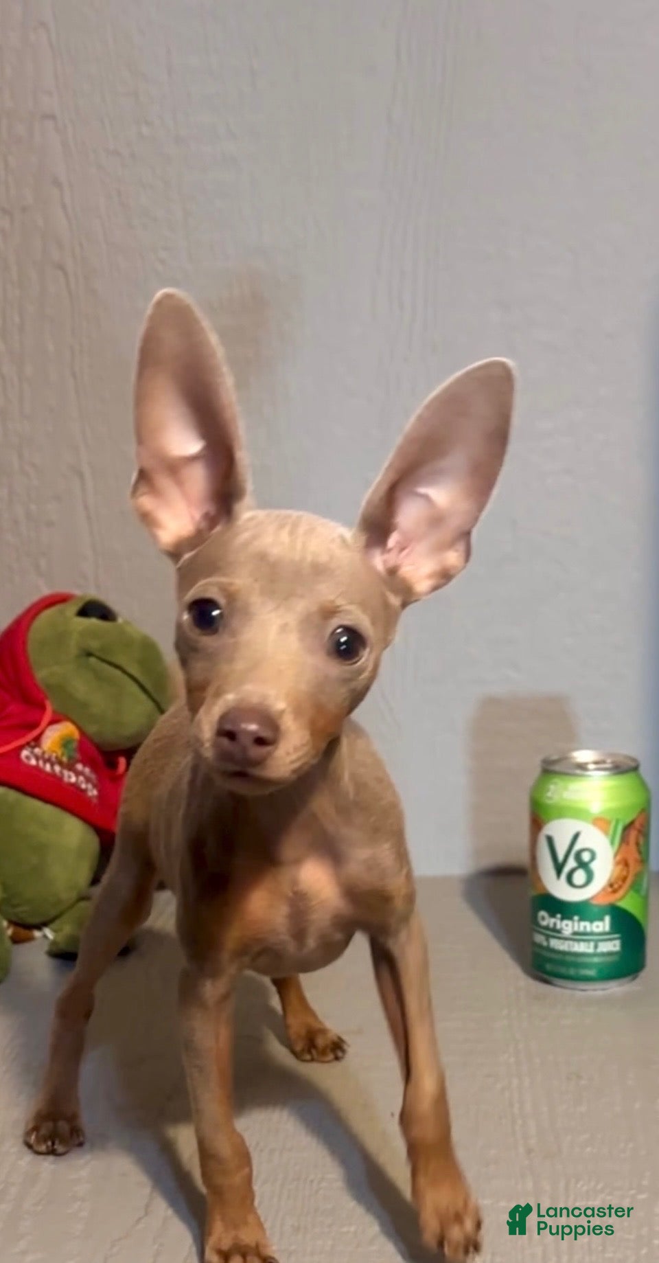 Miniature Pinscher dogs Goliath - Ad 2