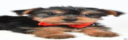 Yorkshire Terrier dogs for sale: Trevor - Ad 3