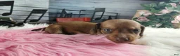 Dachshund dogs for sale: Nationwide delivery. Sugar pies red girl - Ad 6