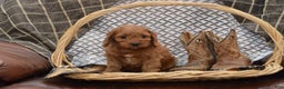 Cavapoo dogs for sale: Jeffrey - Ad 7