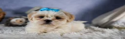 Shih Tzu dogs for sale: GUNNER - Ad 1