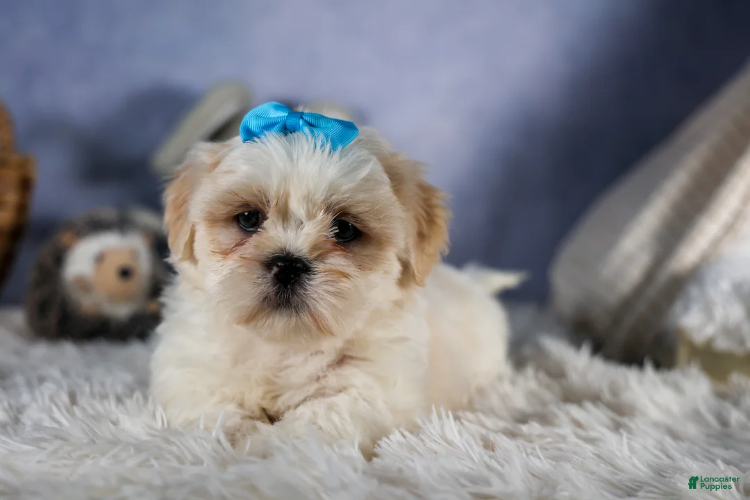 Shih Tzu dogs for sale: GUNNER - Ad 1