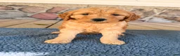 Mini Goldendoodle dogs for sale: Sam  - Ad 3