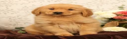 Golden Retriever dogs for sale: Hailey - Ad 2