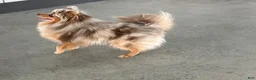 Pomeranian dogs for sale: Finnegan - Ad 4