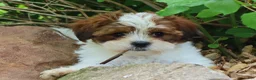 Mixed Breed dogs for sale: Loveda - Ad 8