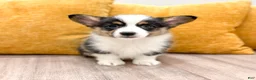 Welsh Corgi Pembroke dogs for sale: Susie - Ad 3
