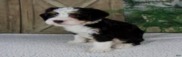 Mini Bernedoodle dogs for sale: Tiffany - Ad 5