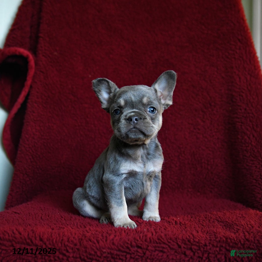 French Bulldog dogs Faith - Ad 6