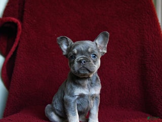 French Bulldog dogs Faith - Ad 3