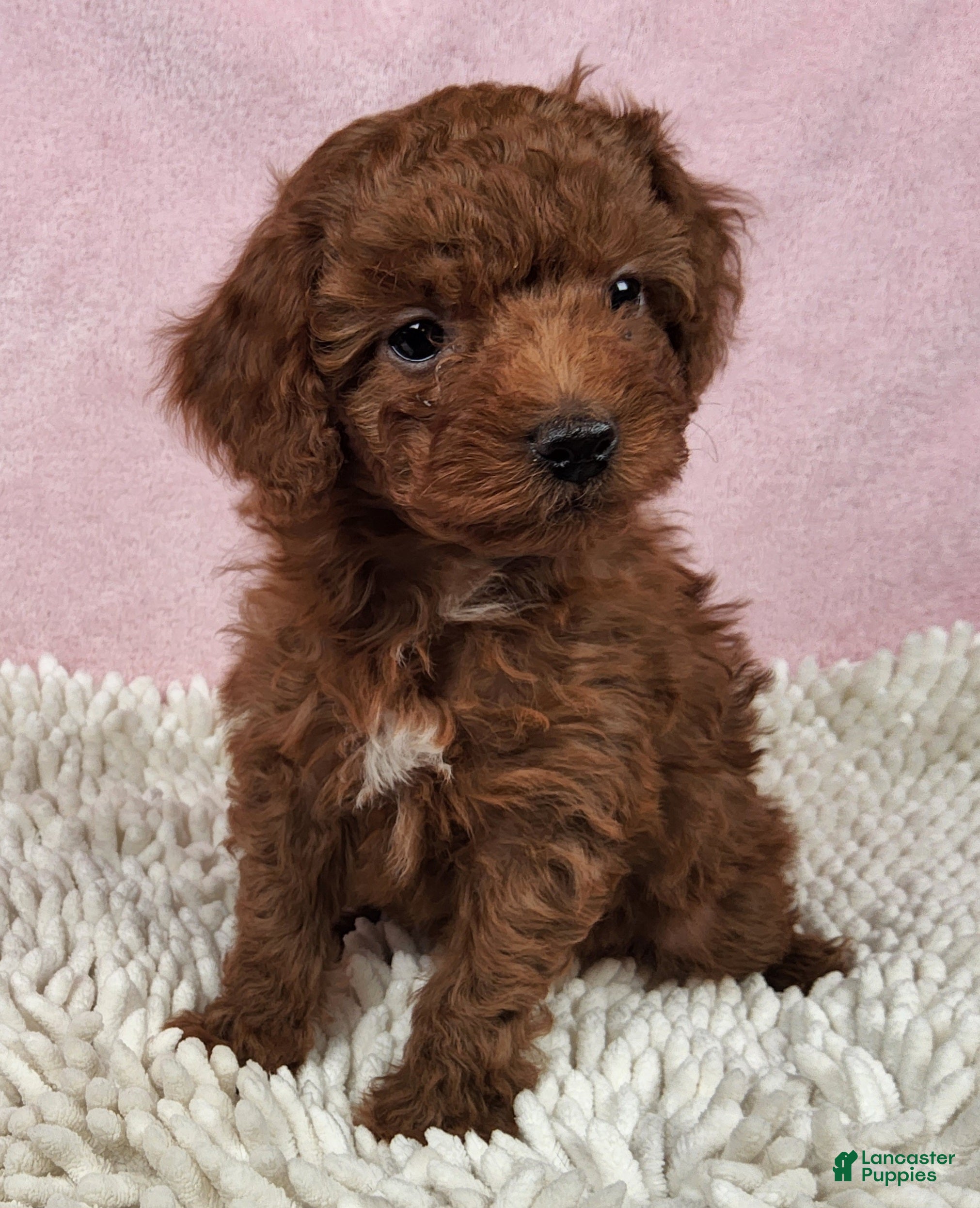 Toy Poodle dogs Pixie Charm - Ad 2