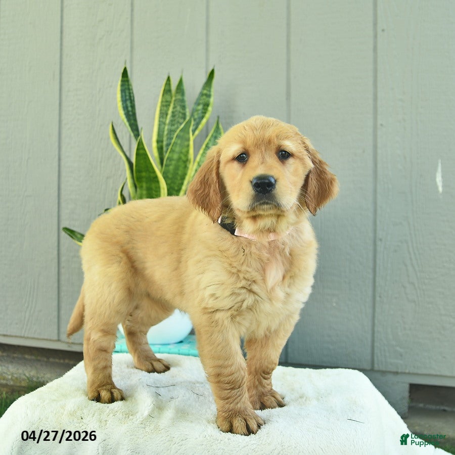 Golden Retriever dogs Cinnamon   - Ad 2