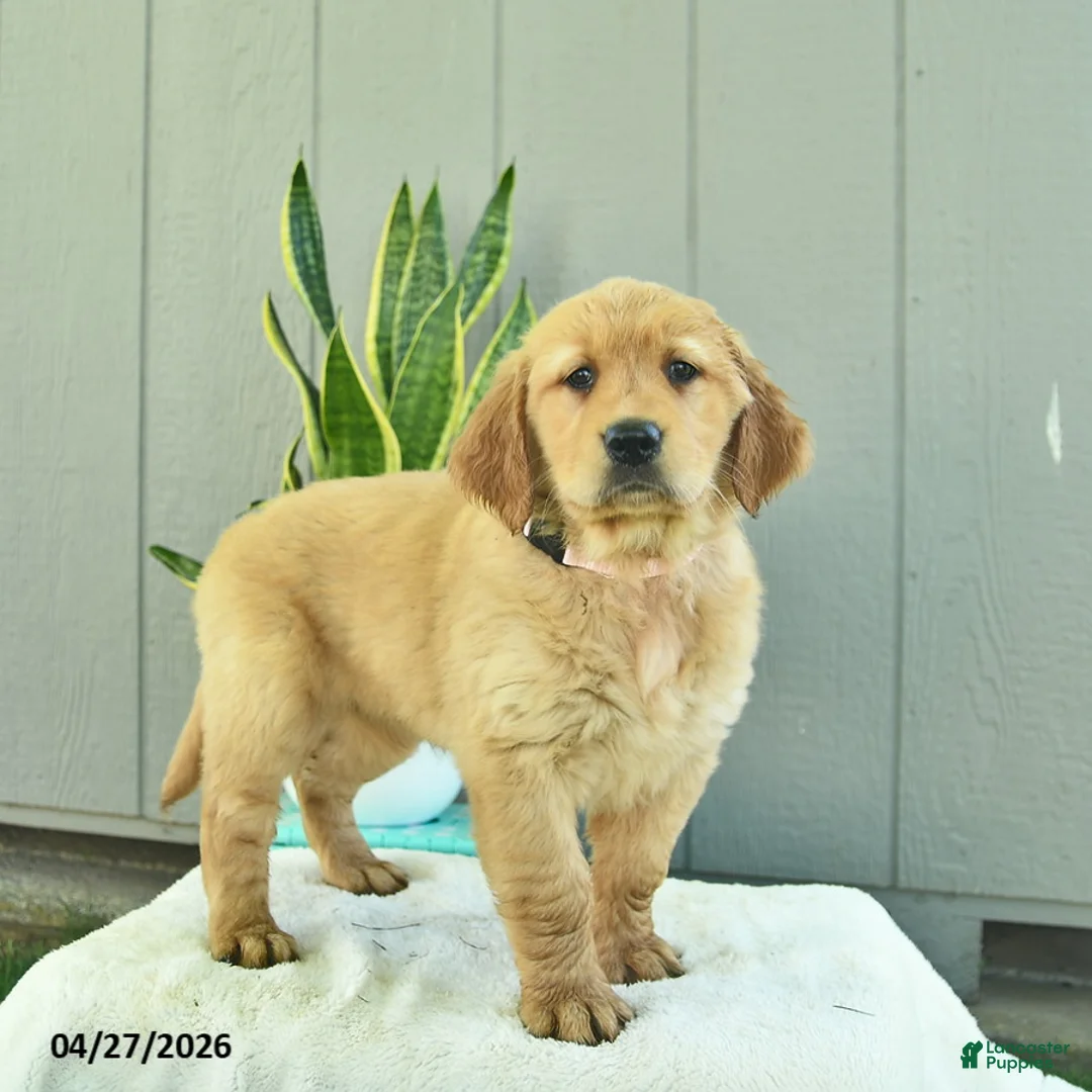 Golden Retriever dogs for sale: Cinnamon   - Ad 2