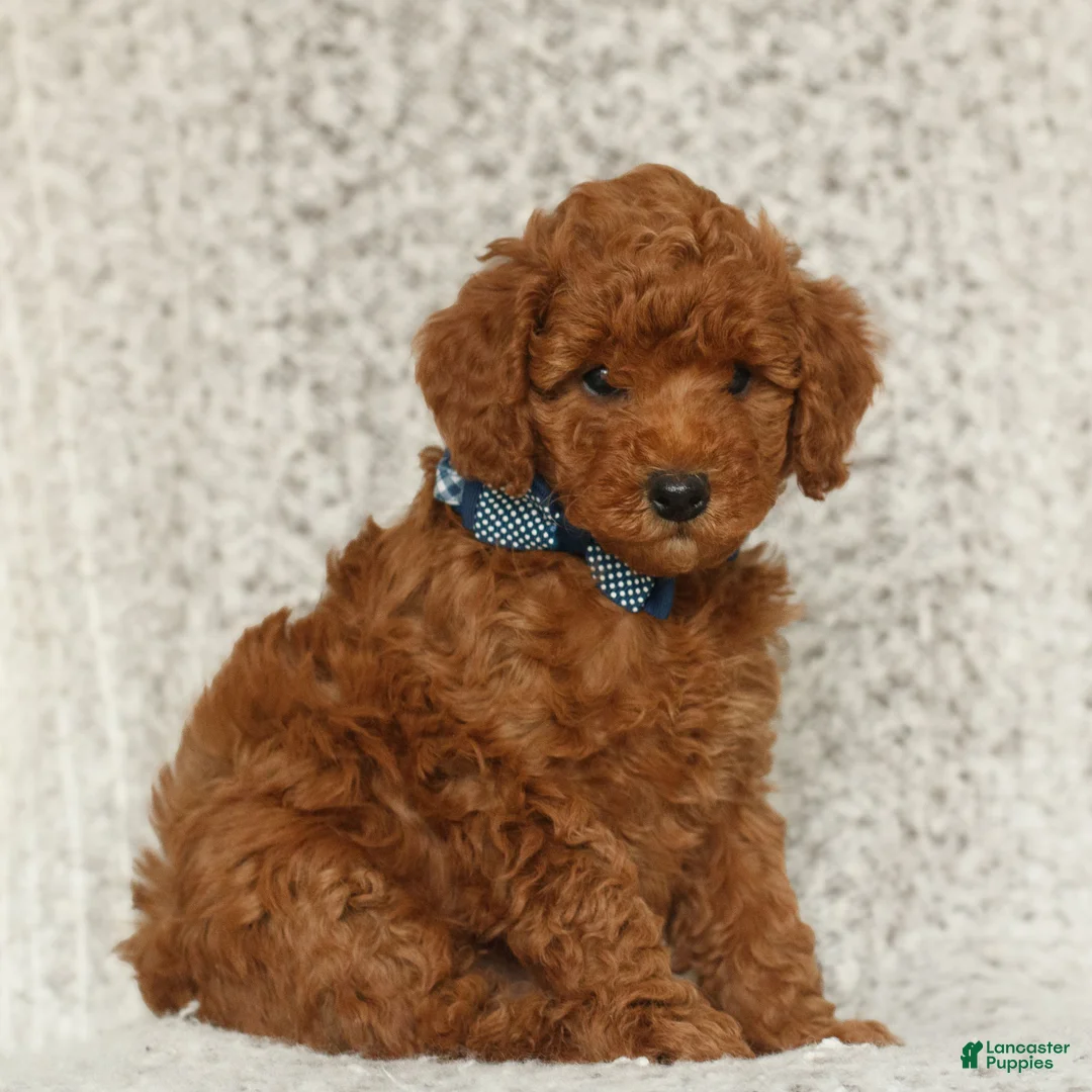 Toy Poodle dogs for sale: Teddy  - Ad 2