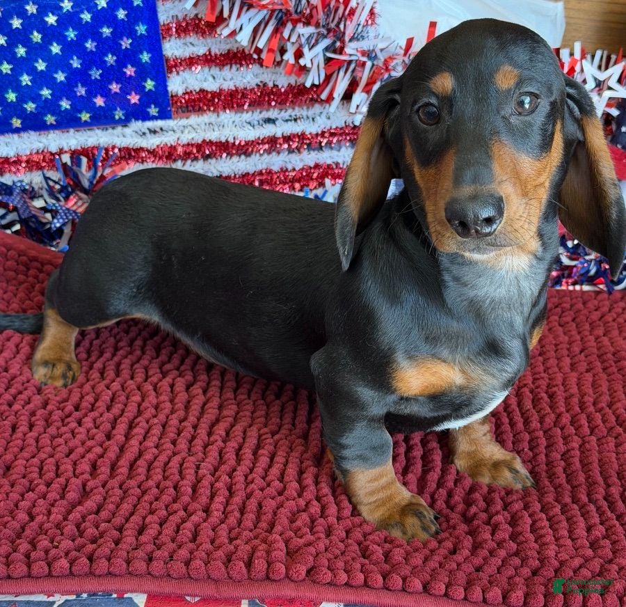 Dachshund dogs Lance - Ad 26