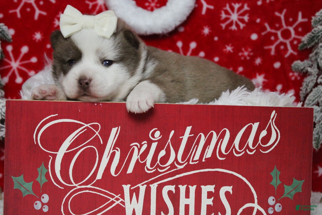 Pomsky dogs for sale: Denali  - Ad 2