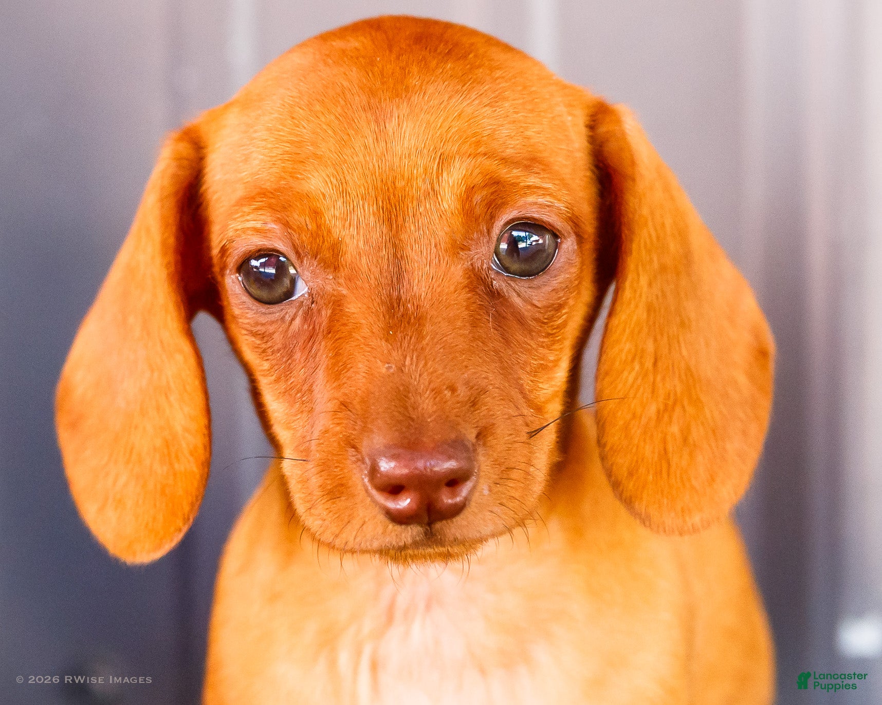 Miniature Dachshund dogs Brenda - Ad 2