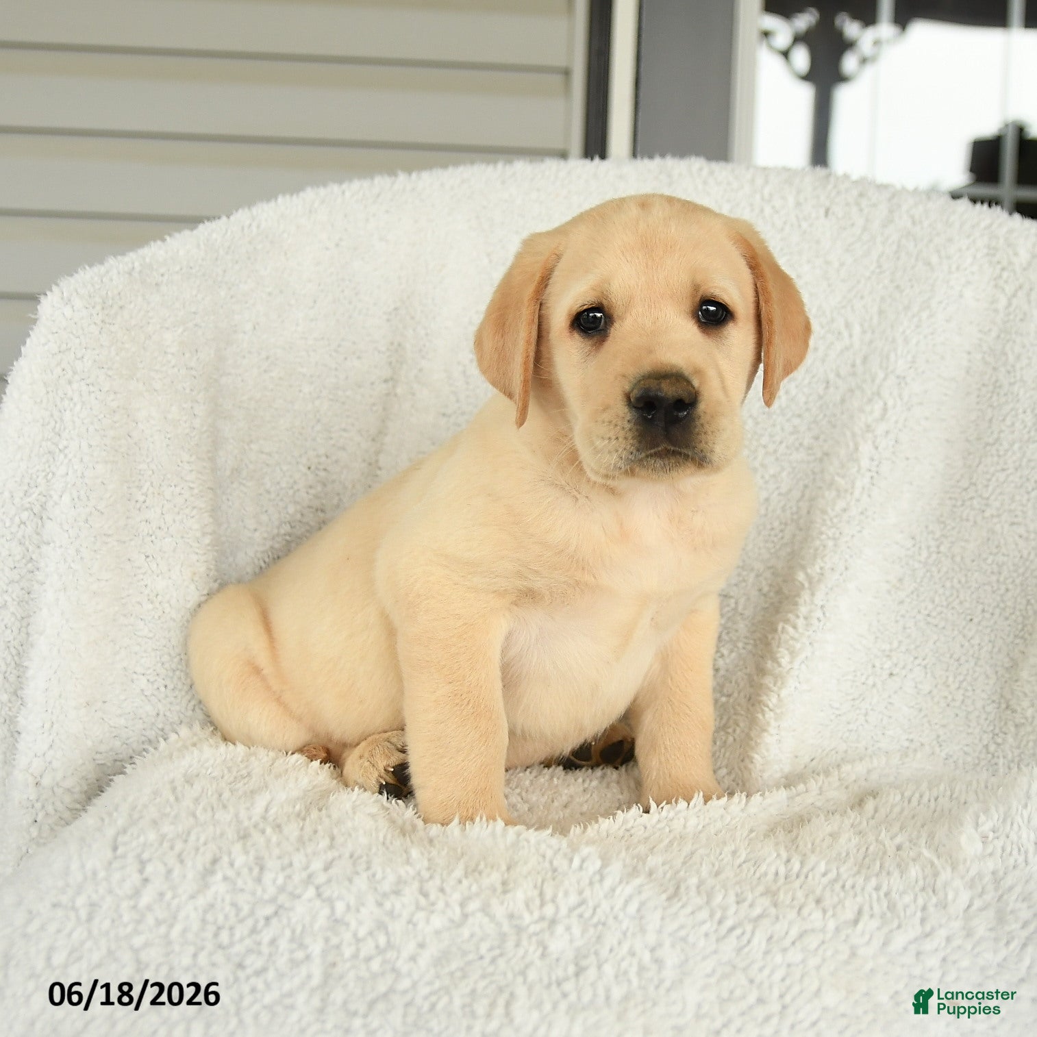 Labrador Retriever dogs Miles - Ad 1