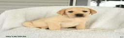 Labrador Retriever dogs for sale: Miles - Ad 1