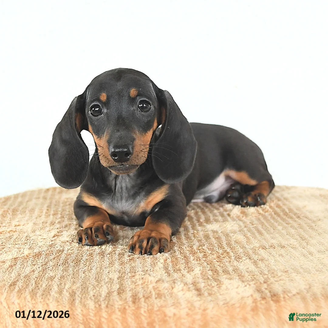 Miniature Dachshund dogs for sale: Scamper - Ad 4