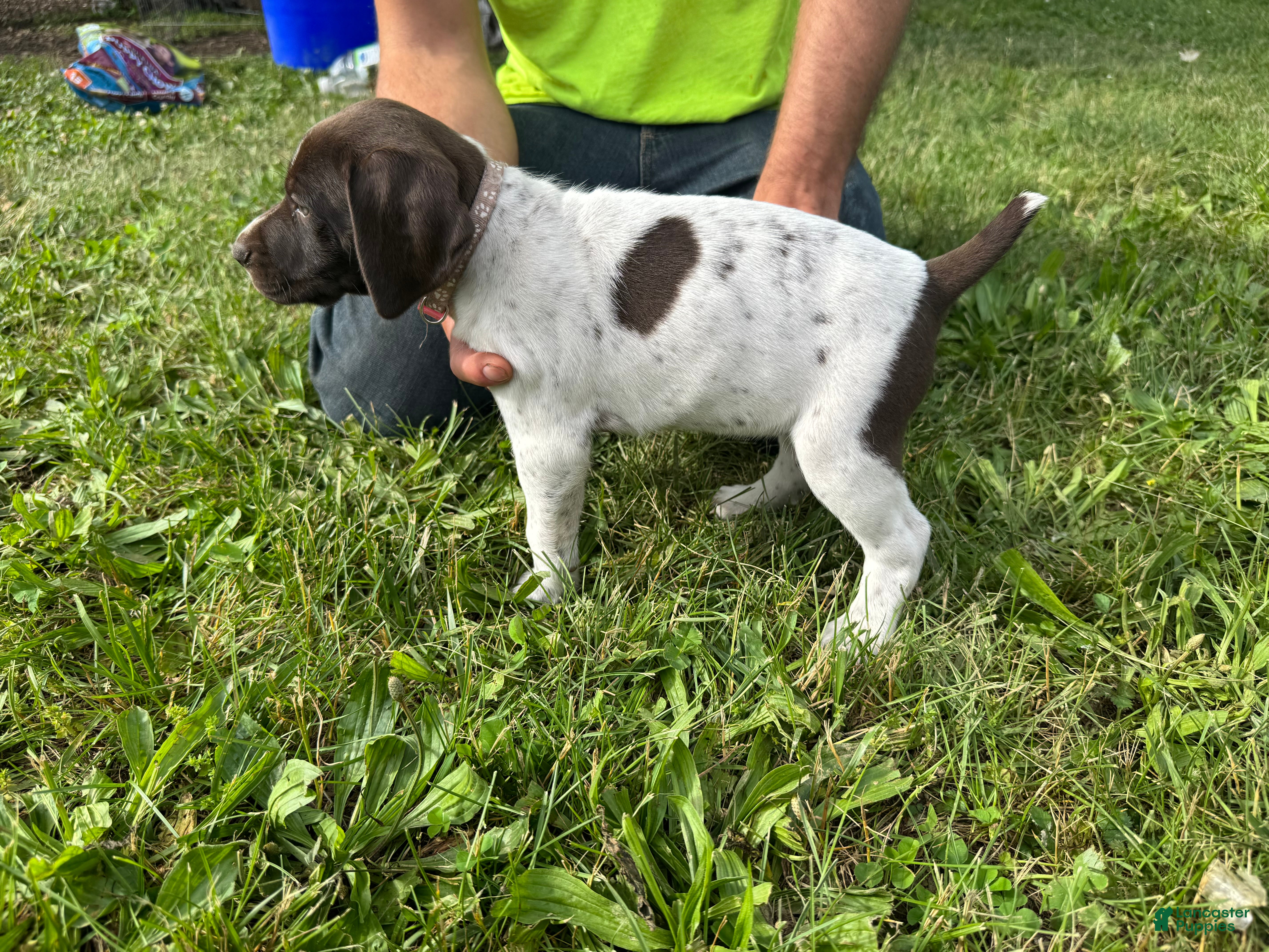 German Shorthaired Pointer dogs Light Pink Girl - Ad 2