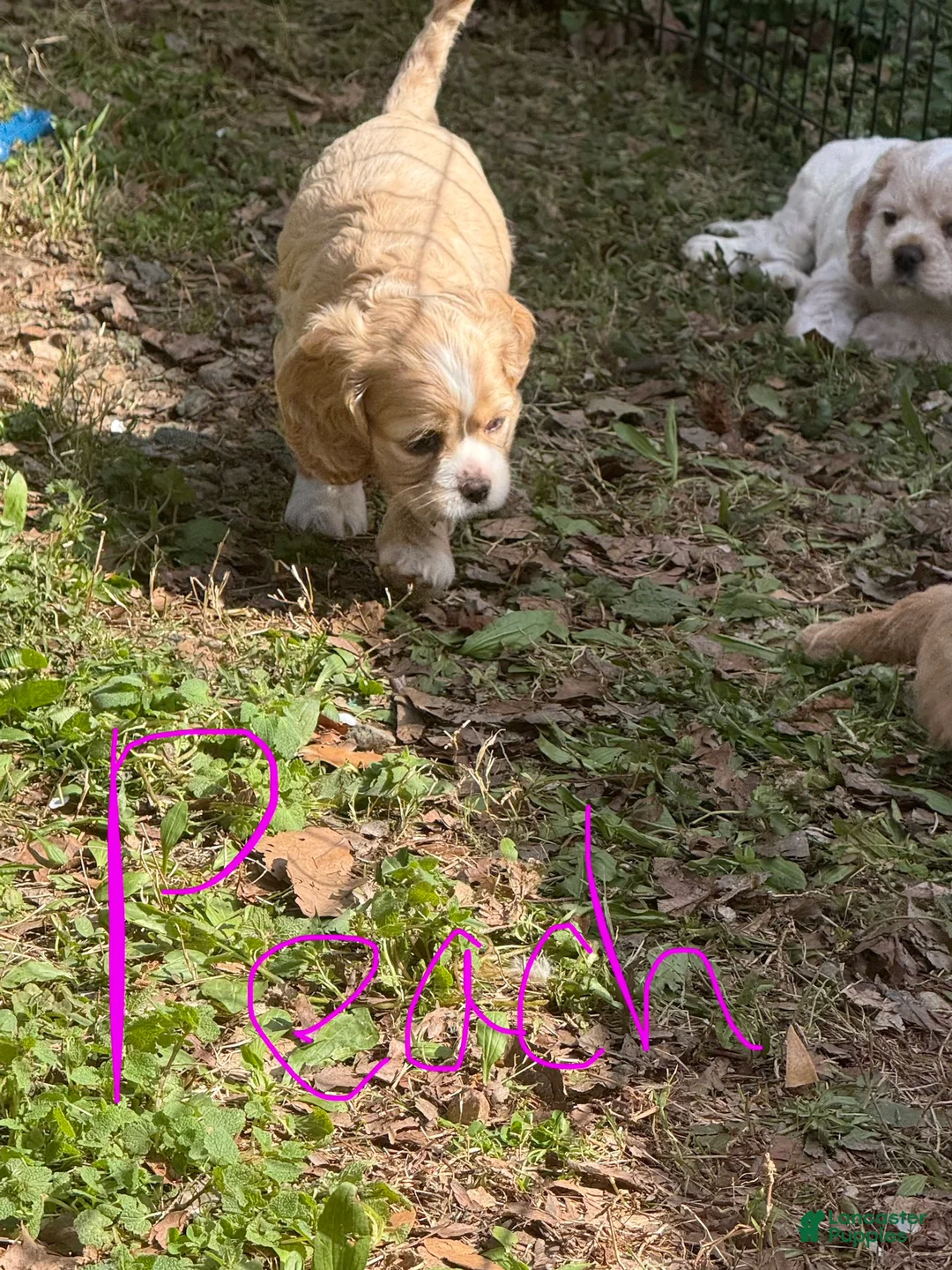 Cocker Spaniel dogs for sale: Peach  - Ad 2