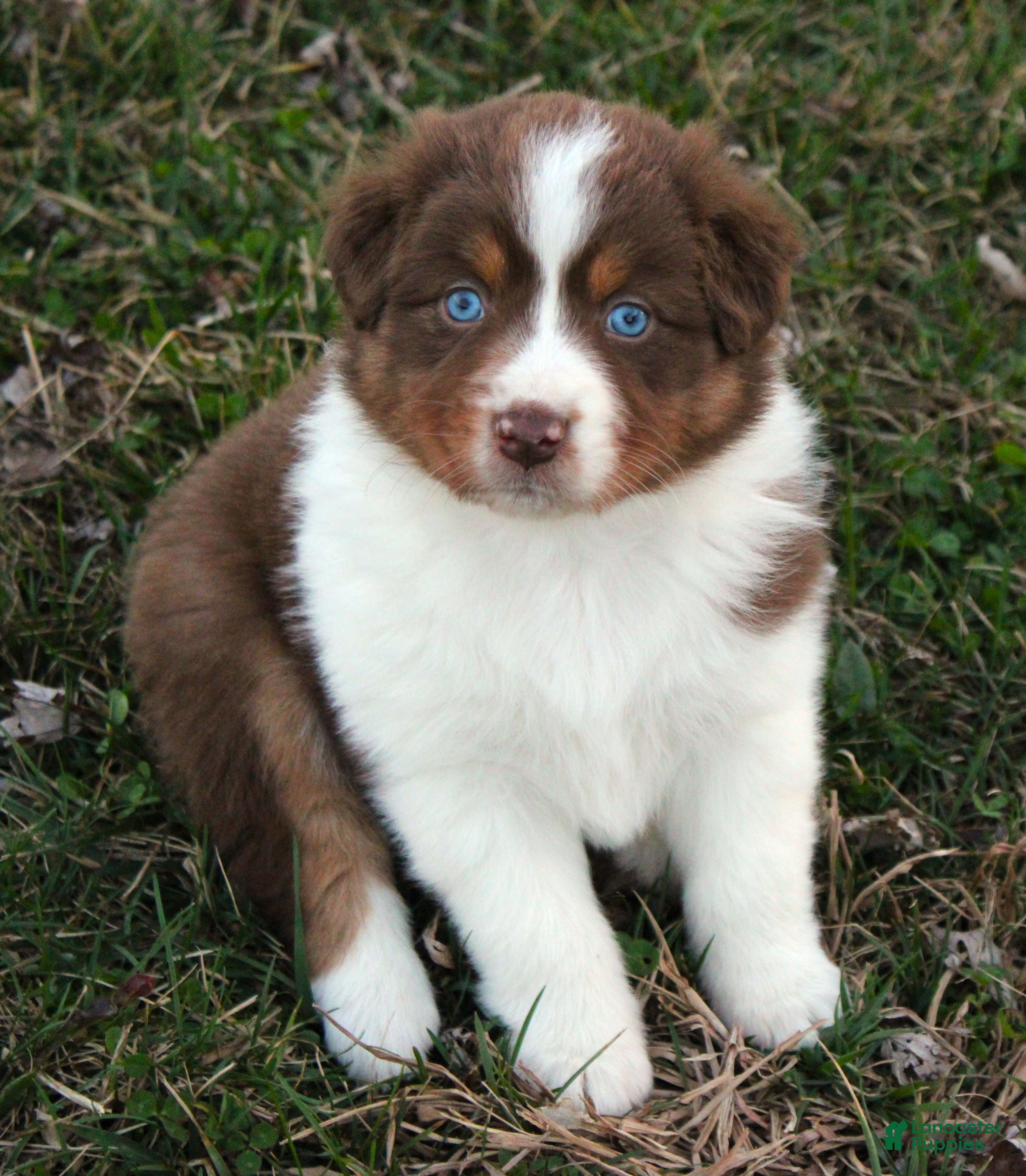 Australian Shepherd dogs Pixie - Ad 1