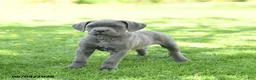 Cane Corso dogs for sale: Sarge - Ad 3
