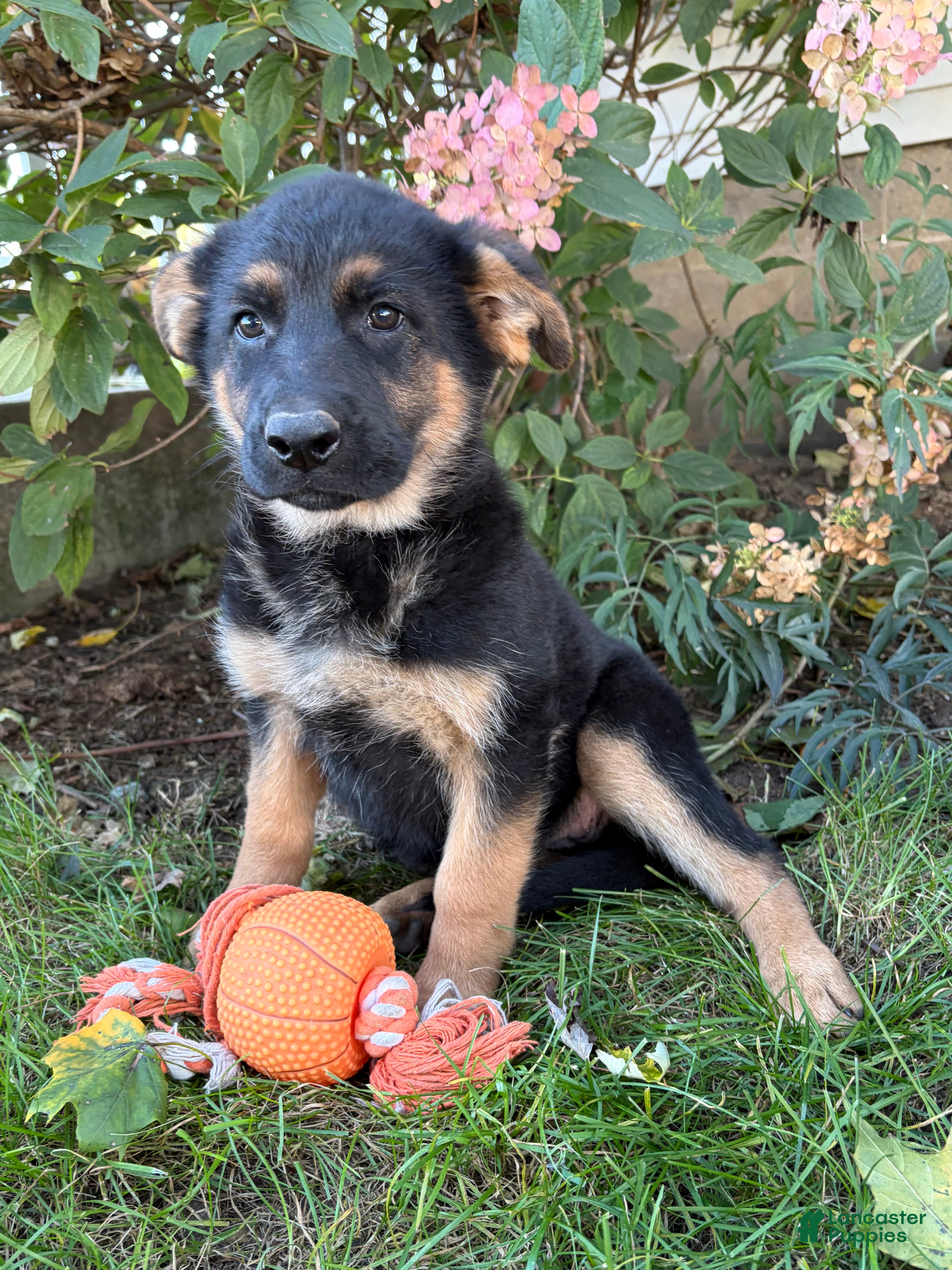 German Shepherd dogs Demi - Ad 2