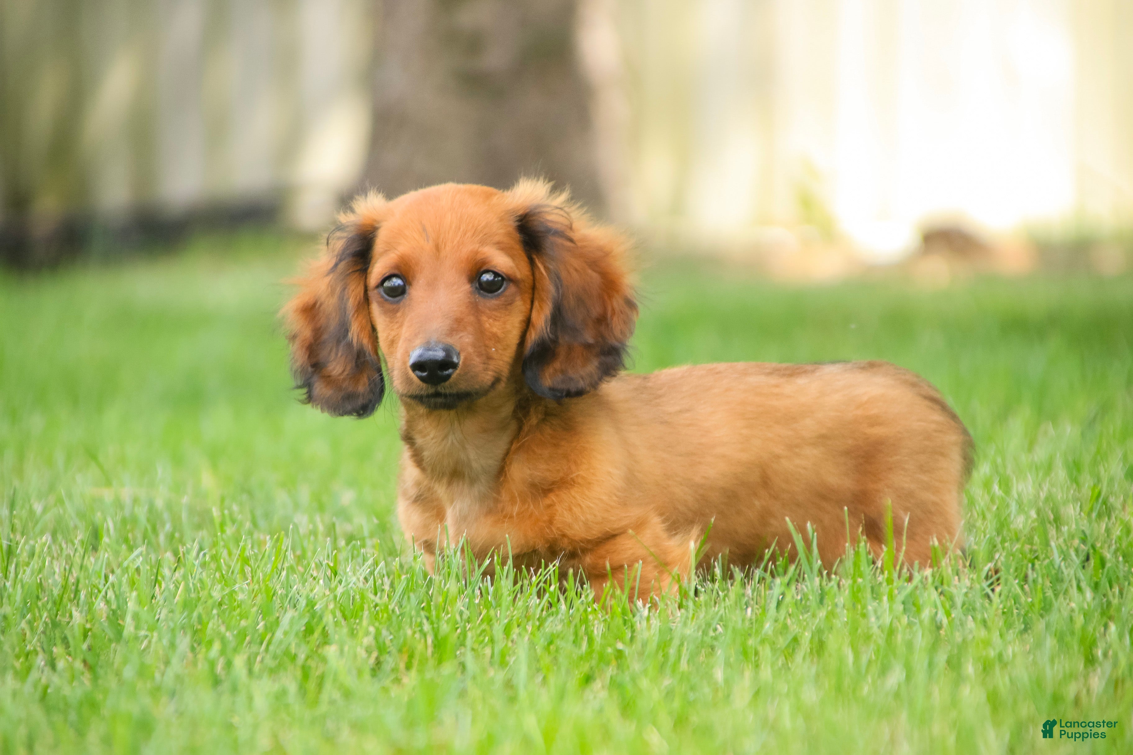 Miniature Dachshund dogs Tony - Ad 1