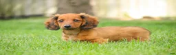 Miniature Dachshund dogs for sale: Tony - Ad 1
