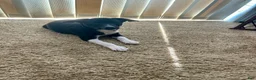 Rat Terrier dogs for sale: Abe - Ad 7