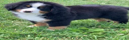 Bernese Mountain Dog dogs for sale: Teddy - Ad 13