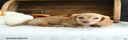 Miniature Dachshund dogs for sale: Conrad - Ad 4