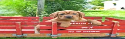 Mini Hippo dogs for sale: Buddy - Ad 2