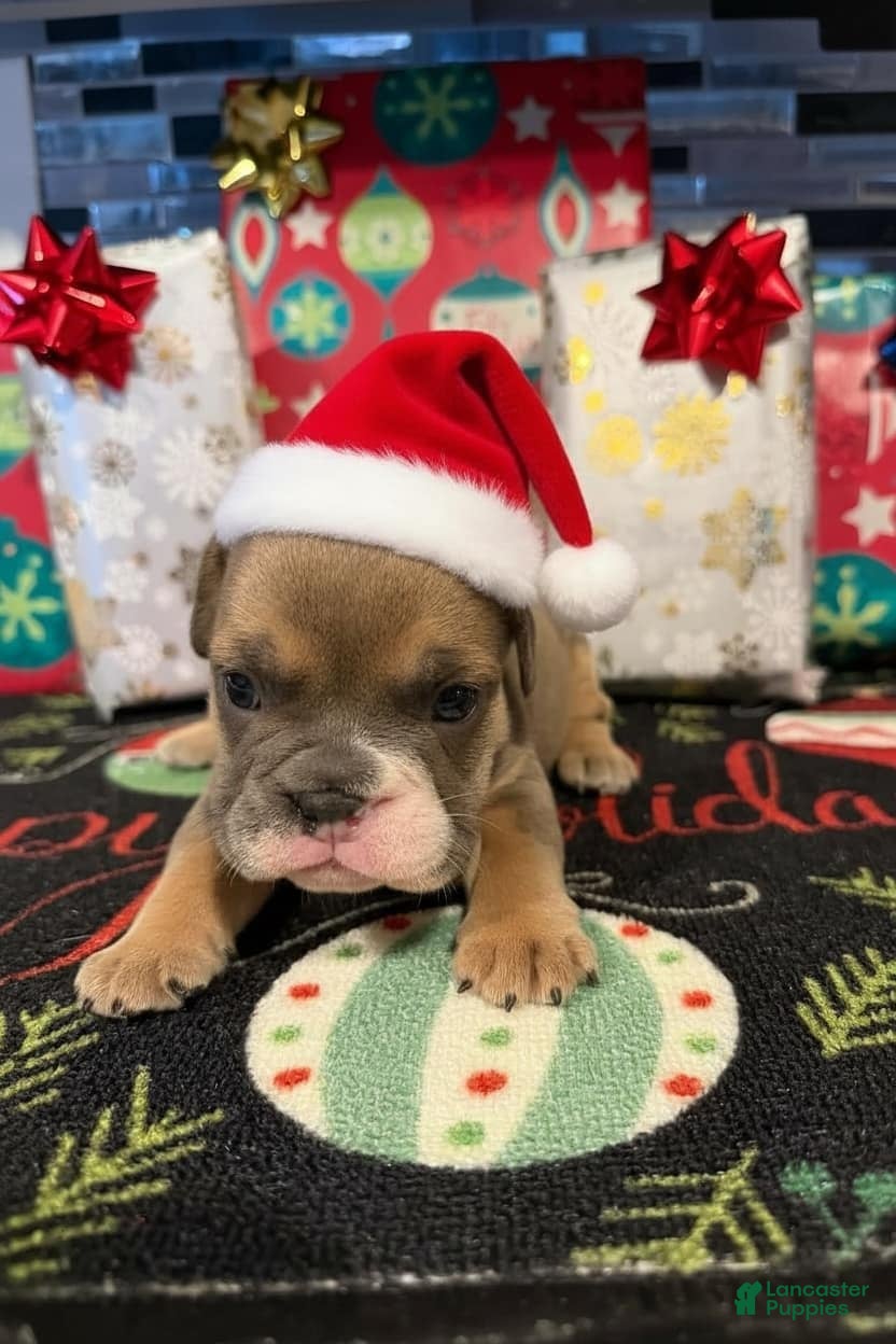 English Bulldog dogs Blue fawn Tri Girl  - Ad 18